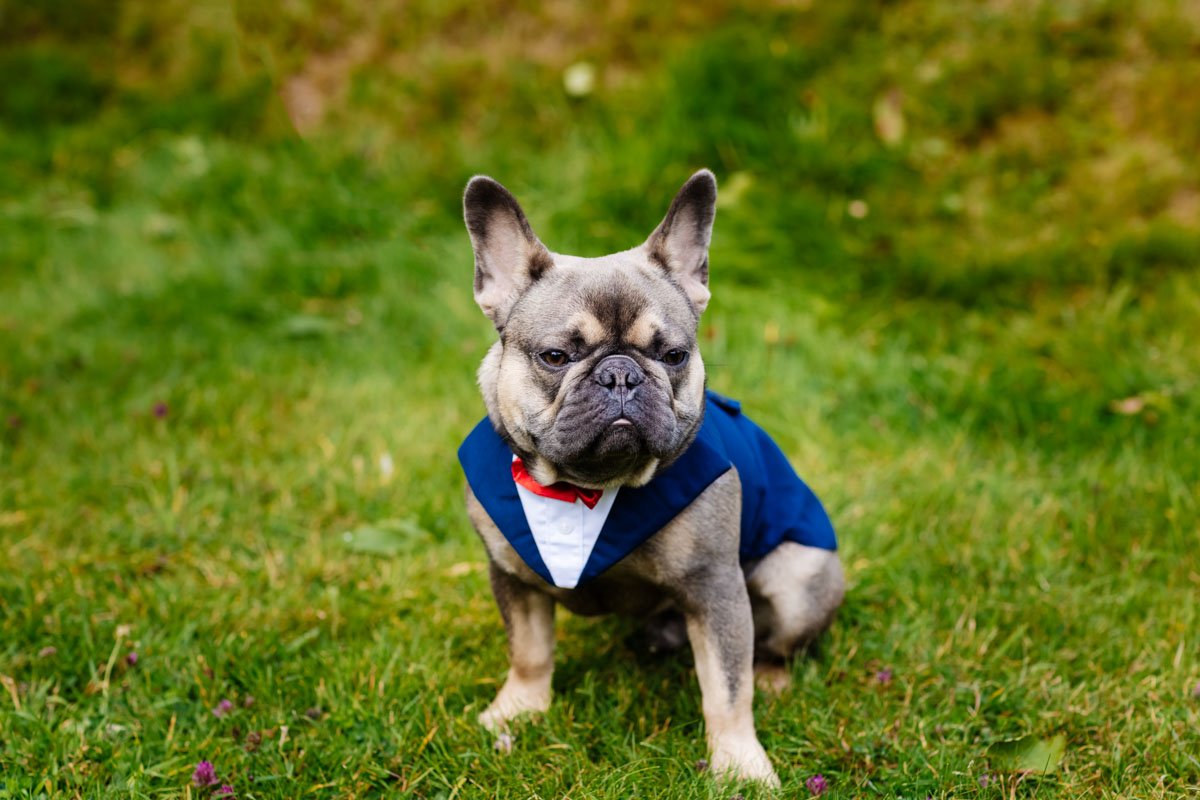 wedding dog suit Wyresdale park wedding Photography