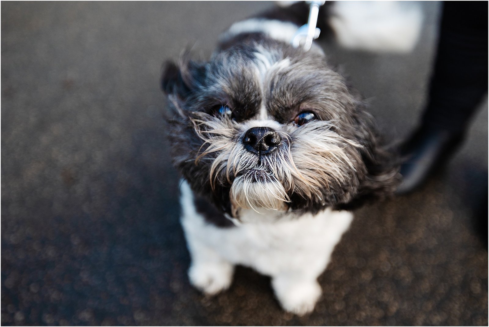 Holdsworth House, Halifax pet dog winter wedding