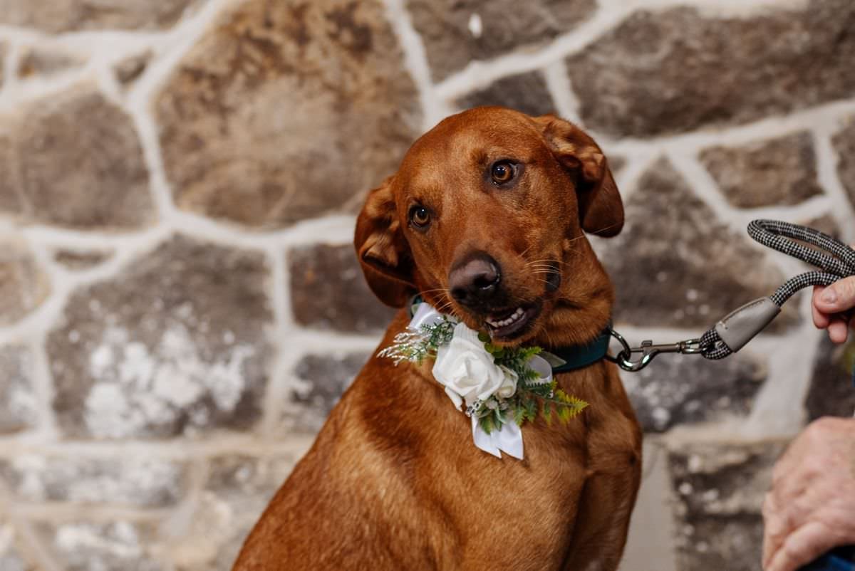 pet dog wedding ceremony wyresdale park wedding photography