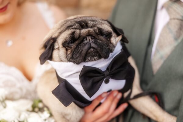 dog suit wedding day