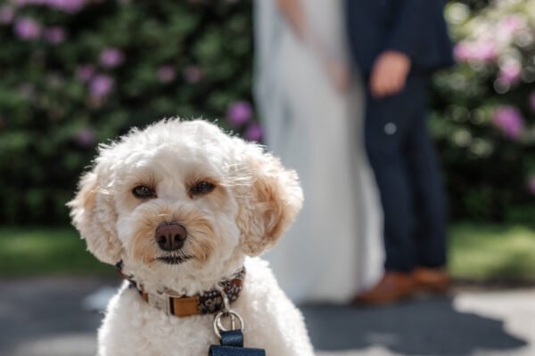 weddings pet dog animals at weddings