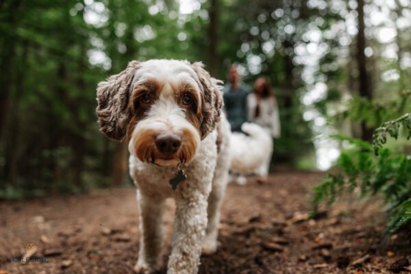 pre wedding photography pets dogs wedding day portraits lancashire preston