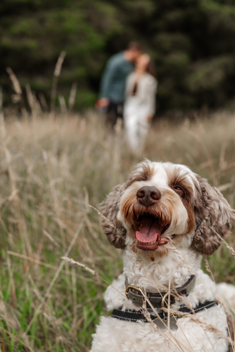 pet dog smiles engagement photoshoot ribble valley lancashire
