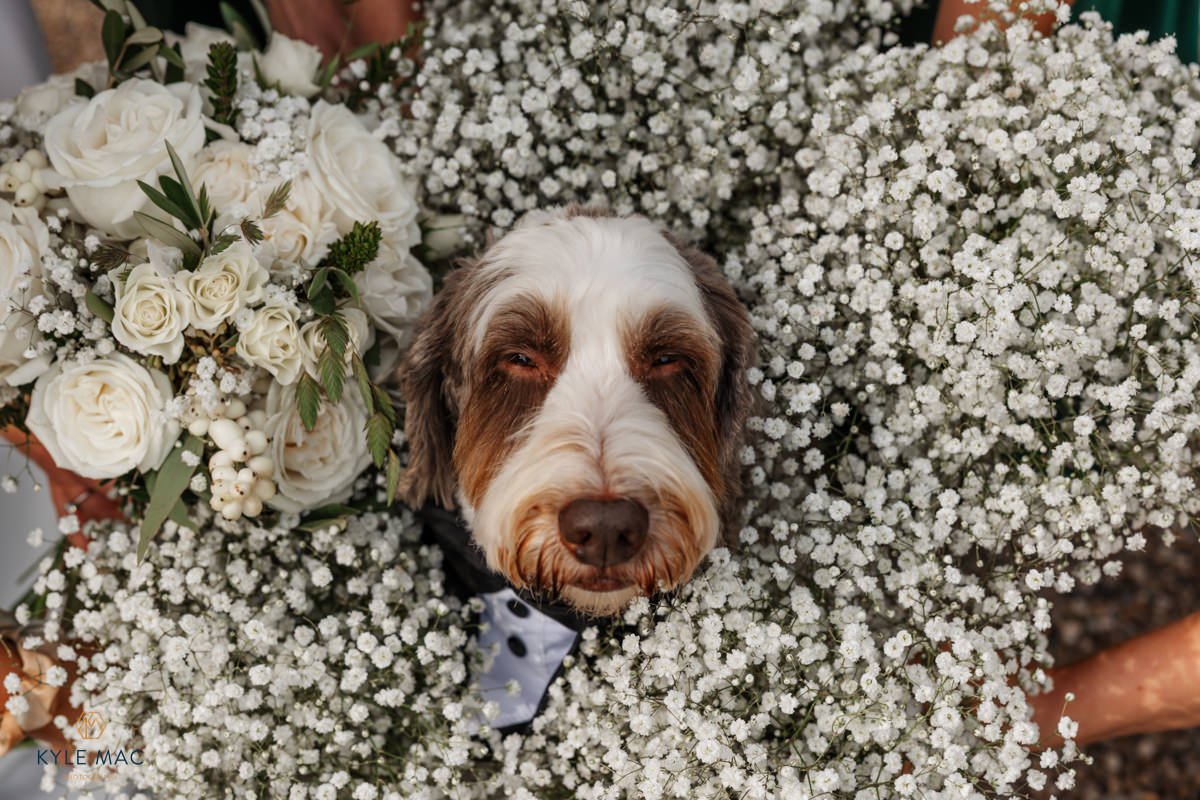 dogs weddings lancashire photography 