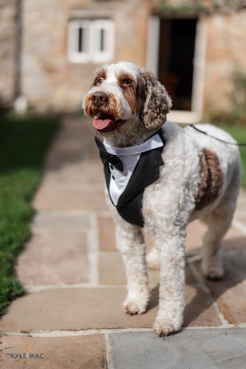 Browsholme Hall grounds and parkland on a wedding day in Lancashire dog